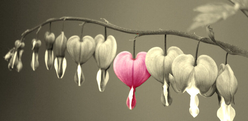 bleeding heart image