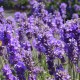 picture of lavender